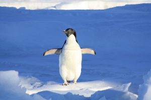 Pingvin les - bakancslista