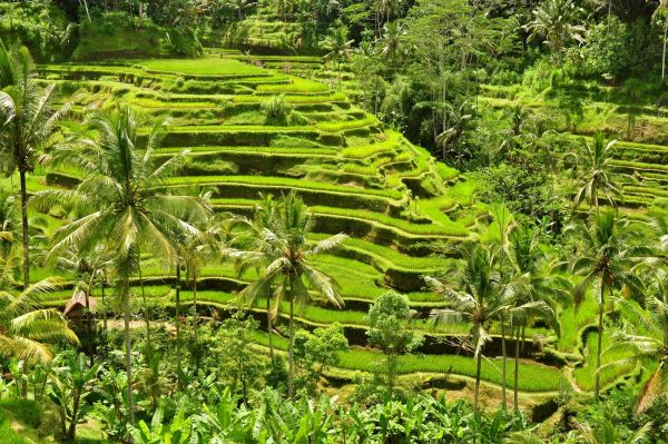A rizsteraszok Bali látnivalók kötelező helyei